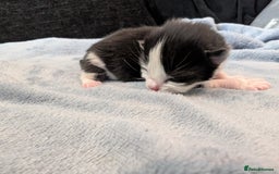 Mixed Breed cats for sale: 5 Kittens - Black, White, and Grey - Image 5