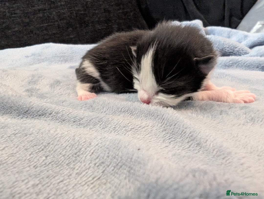 Mixed Breed cats for sale: 5 Kittens - Black, White, and Grey - Image 5