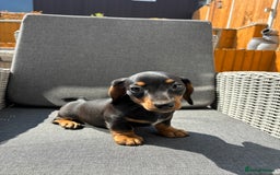 Miniature Dachshund dogs for sale: Dachshund puppies - Image 11