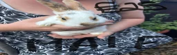 Mixed Breed rabbits for sale: 2 Rabbits Avaliable - Advert 2