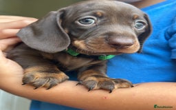 Miniature Dachshund dogs for sale: Miniature dachshund puppies - Image 16