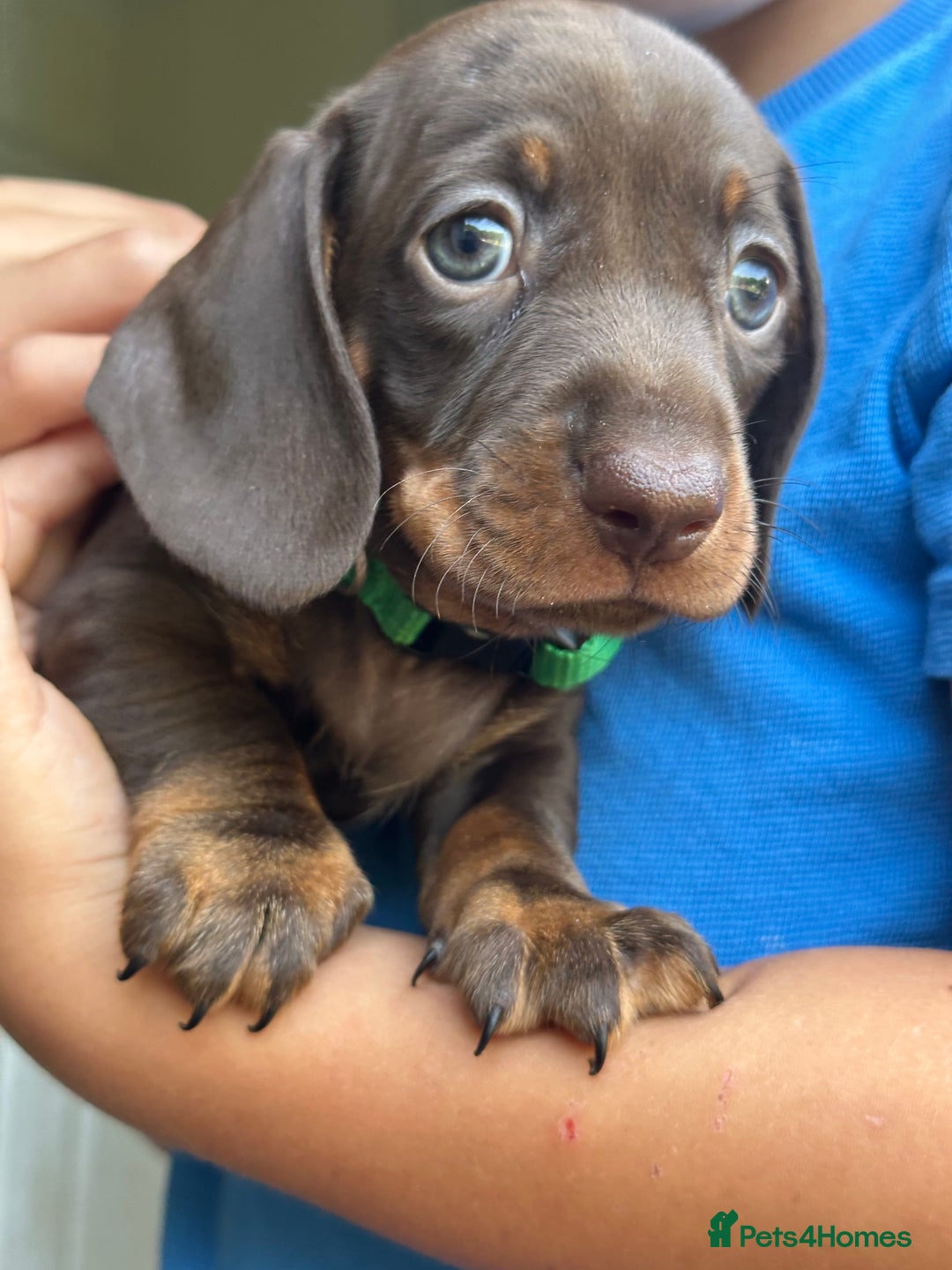 Miniature Dachshund dogs for sale: Miniature dachshund puppies - Image 16