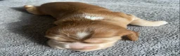 Cocker Spaniel dogs for sale: Show Type Cocker Spaniel Puppies - Advert 19
