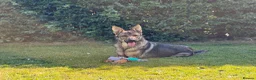 German Shepherd dogs for sale: Loving home needed - 3 year old GSD - Advert 4