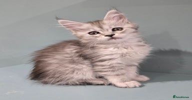 Maine Coon cats - Advert 8