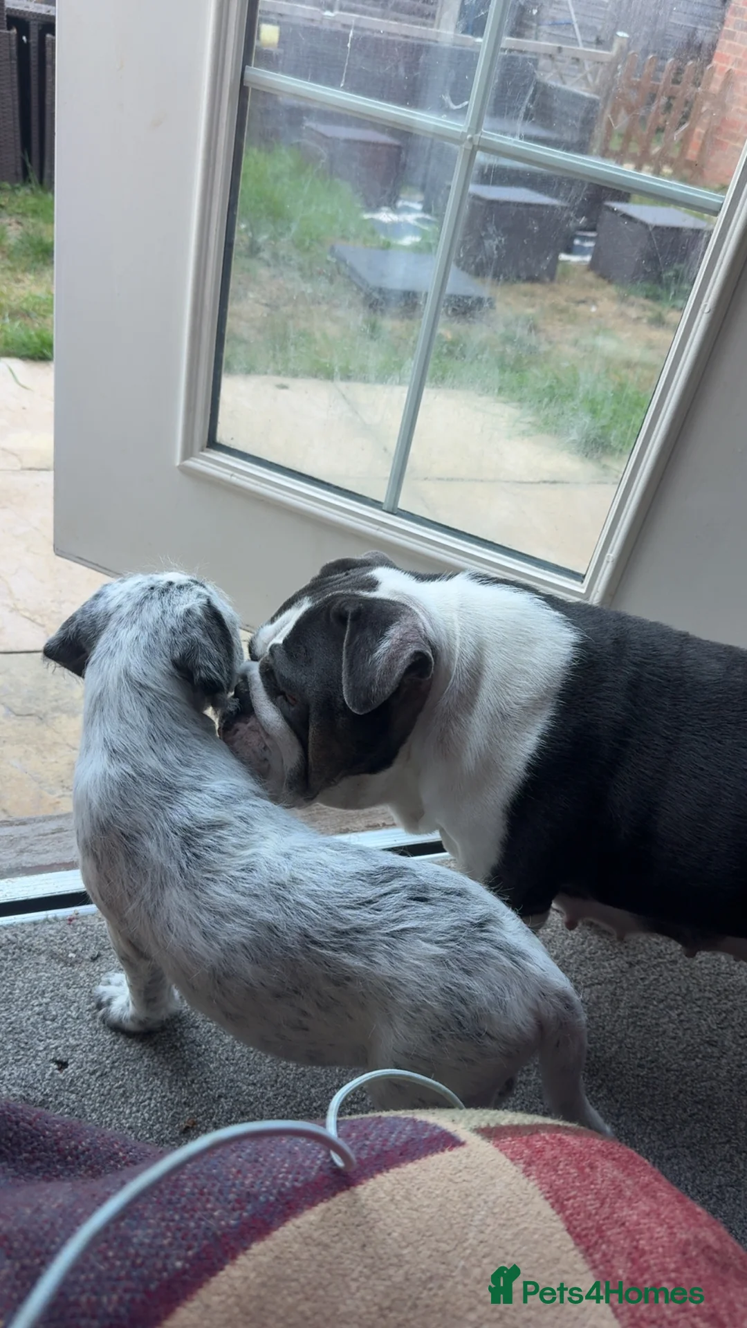 Mixed Breed dogs for sale: Beautiful grey merle cockabull male  - Advert 2