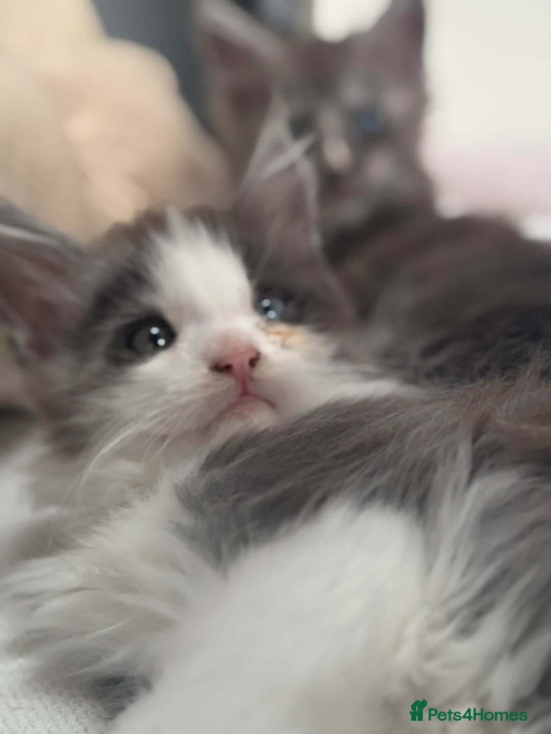 Maine Coon cats for sale: Cute Maine coon 2 boys & girl Blue eyes  - Advert 12