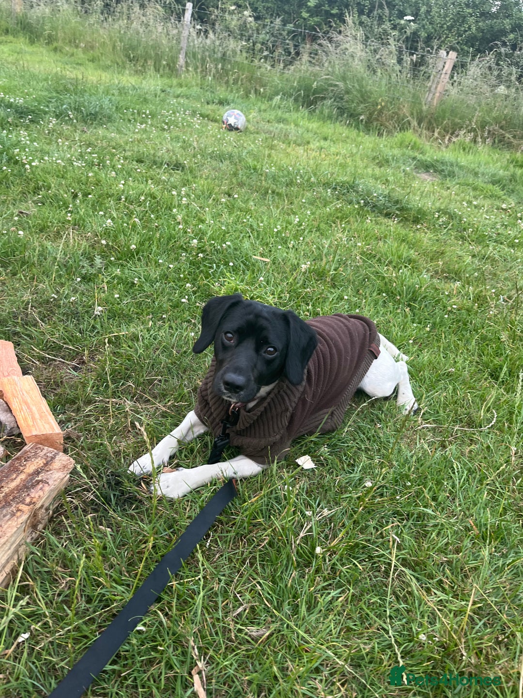 Mixed Breed dogs for sale: 2 year old jack Russell cross - Advert 3