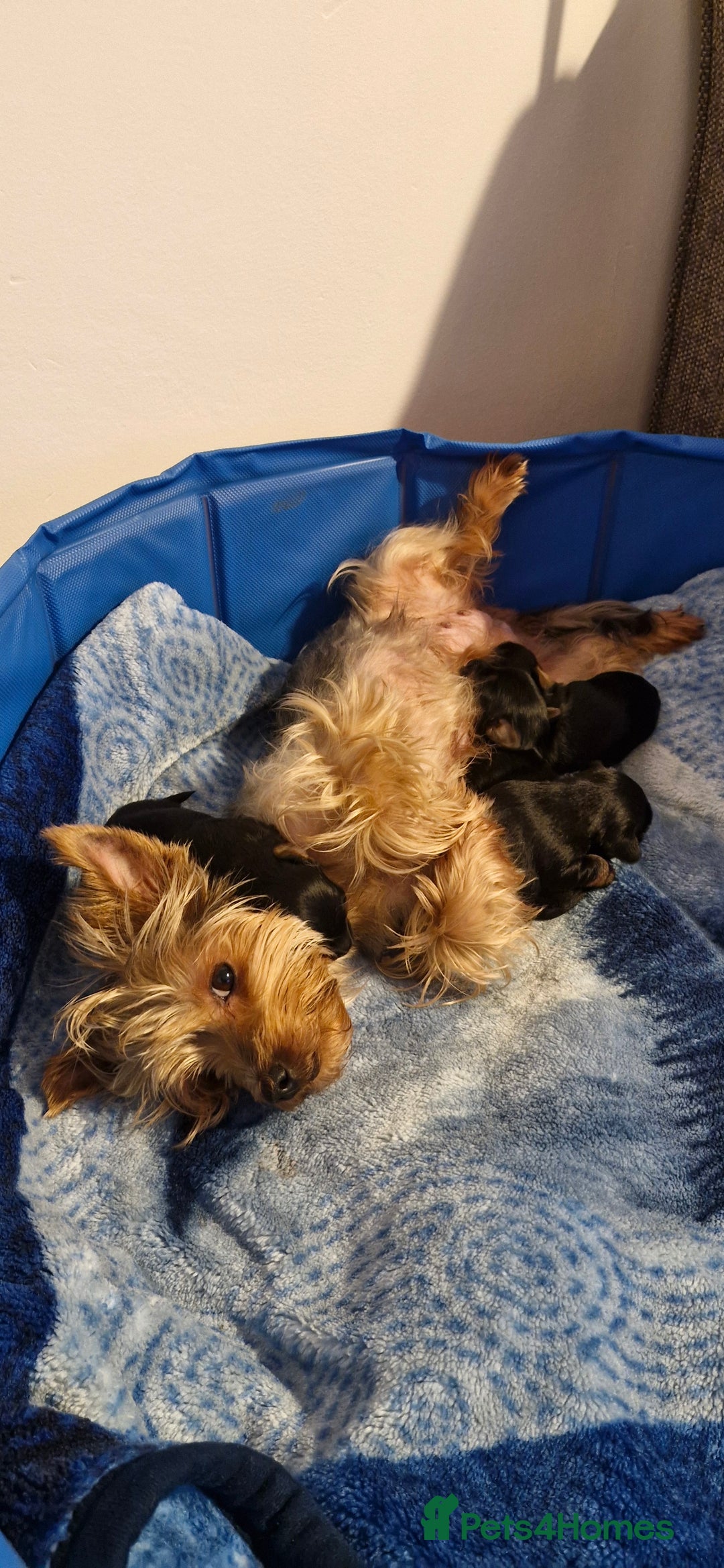 Yorkshire Terrier dogs for sale: Yorkshire terrier  - Advert 19