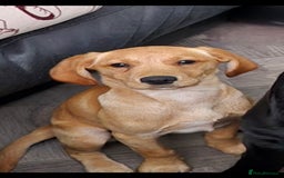 Cockerdor dogs for sale: Shelly may cockerdor  - Image 4