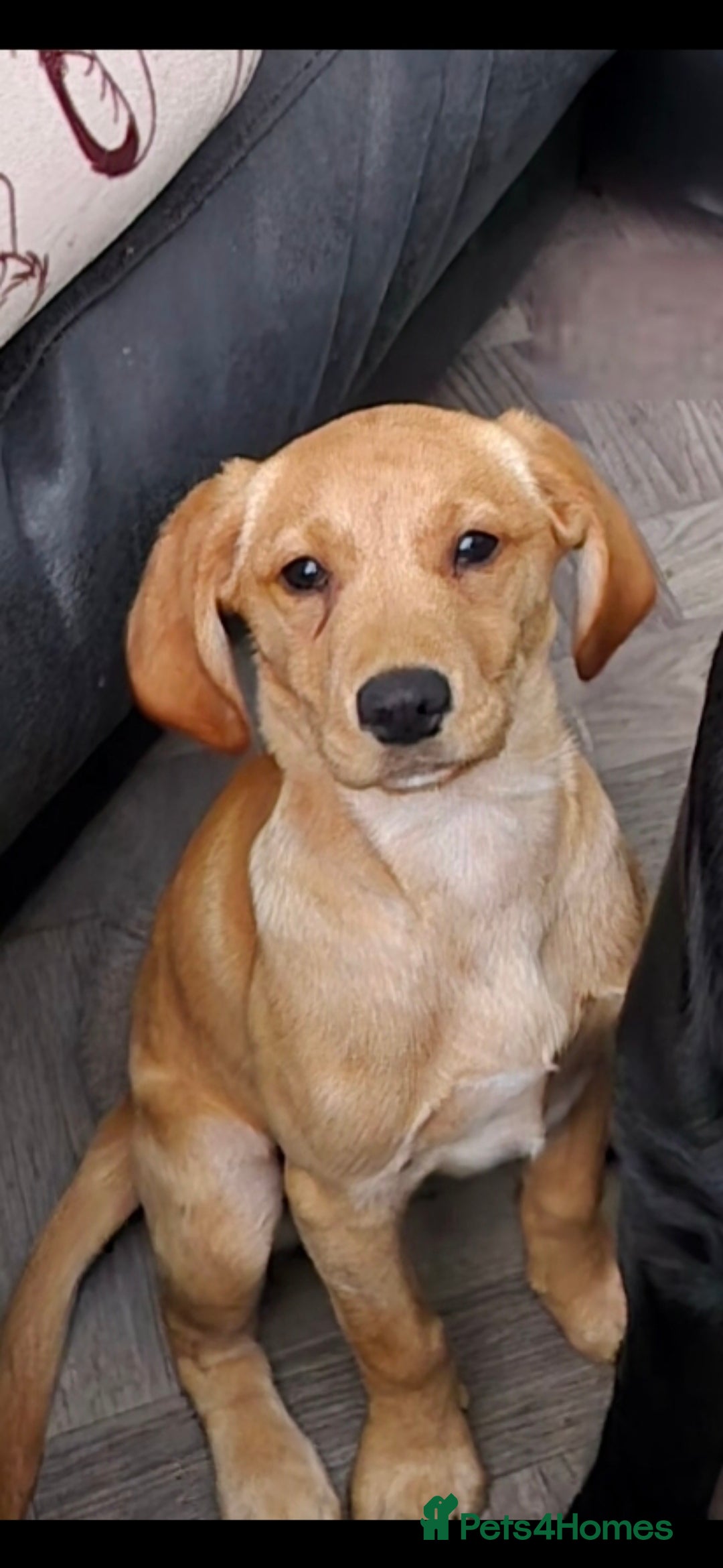 Cockerdor dogs for sale: Shelly may cockerdor  - Image 4