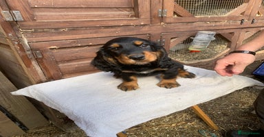 Cocker Spaniel dogs - Advert 1