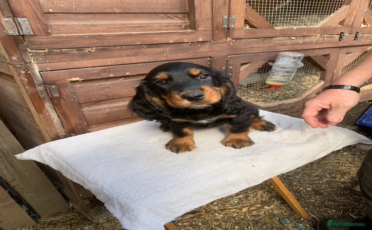 Cocker Spaniel dogs - Advert 2