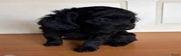 Cockapoo dogs for sale: Cockapoo puppies in Exeter - Advert 3