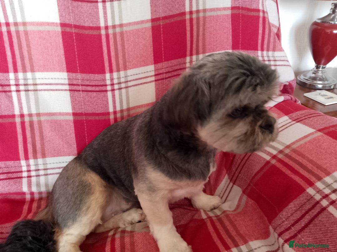 Lhasa Apso dogs for sale: Lhasa Apso 4 year old Bitch - Image 8