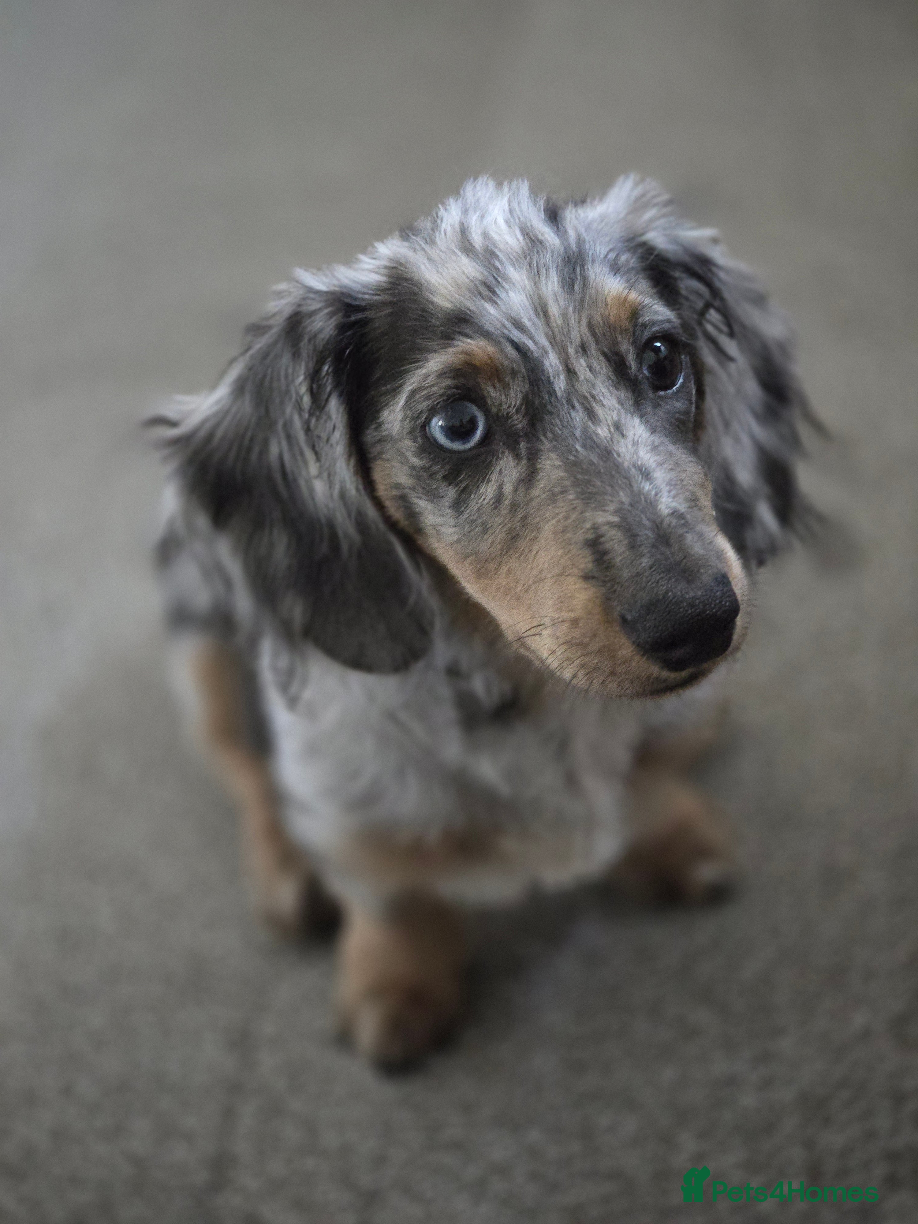 Miniature Dachshund dogs 9 Month Old Silver Dapple Long Haired Dachshund  - Advert 9