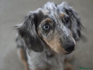 Miniature Dachshund dogs 9 Month Old Silver Dapple Long Haired Dachshund - Advert 6
