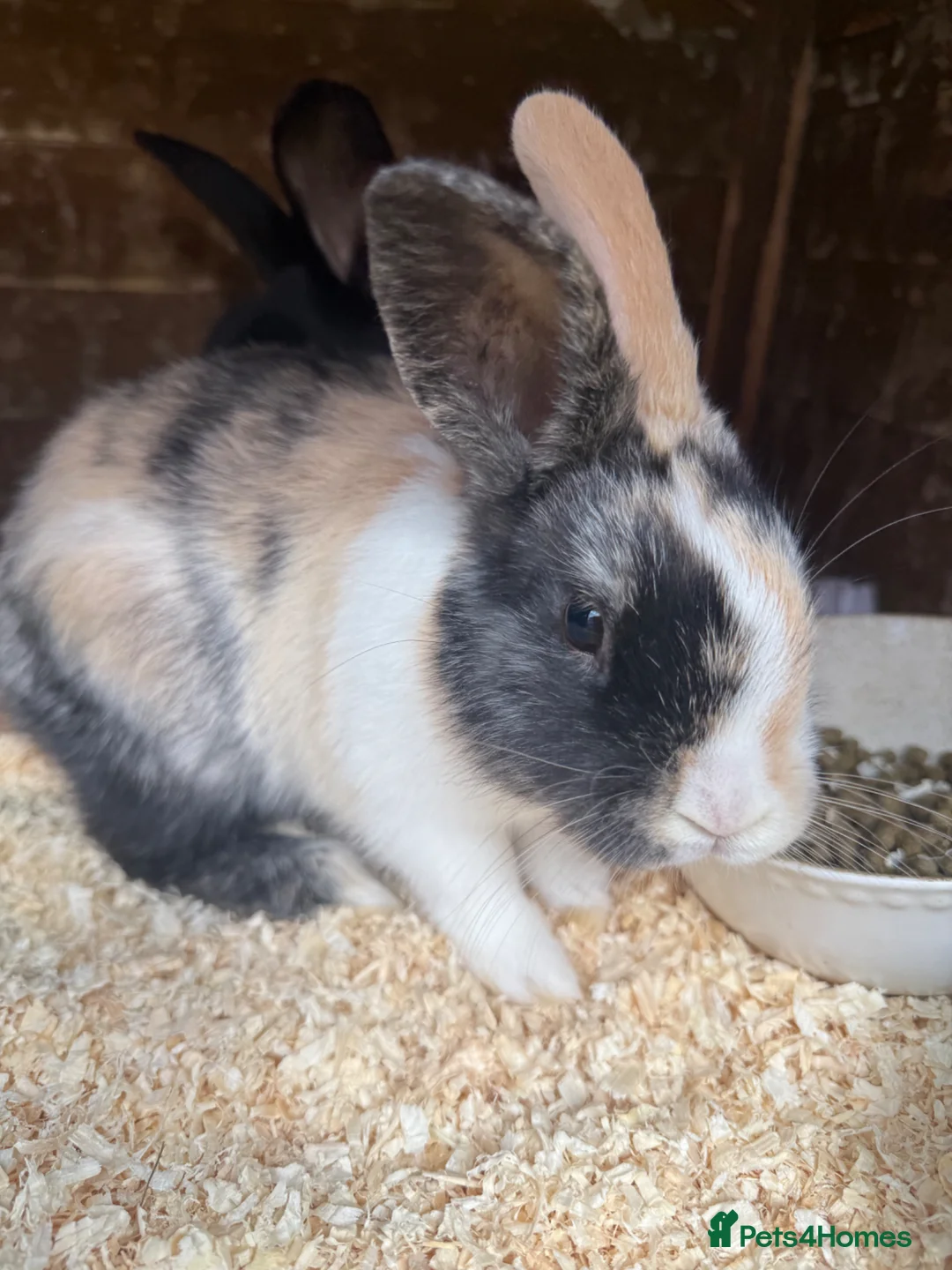 Mixed Breed rabbits for sale: Baby Bunnies for sale - SERIOUS ENQUIRIES ONLY in Nuneaton - Advert 2