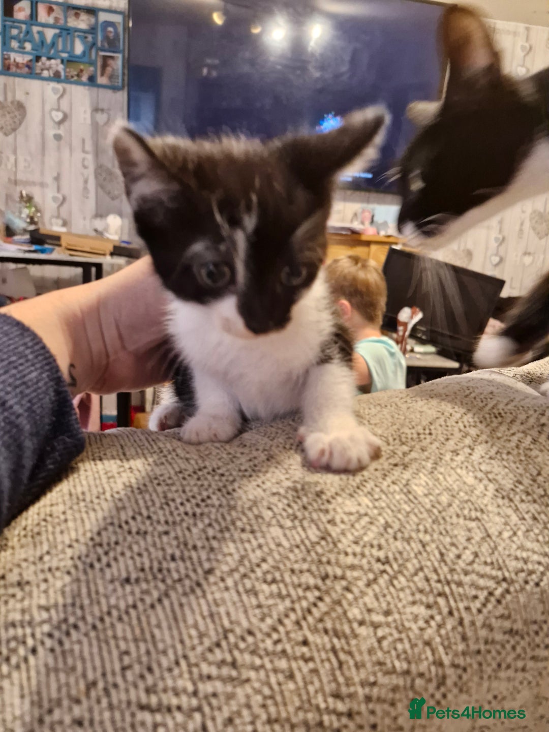 Mixed Breed cats for sale: 2 male kittens - Image 3