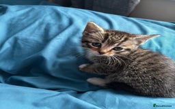 Mixed Breed cats for sale: Beautiful mixed breed blue eyes silver/grey tabby  - Image 10