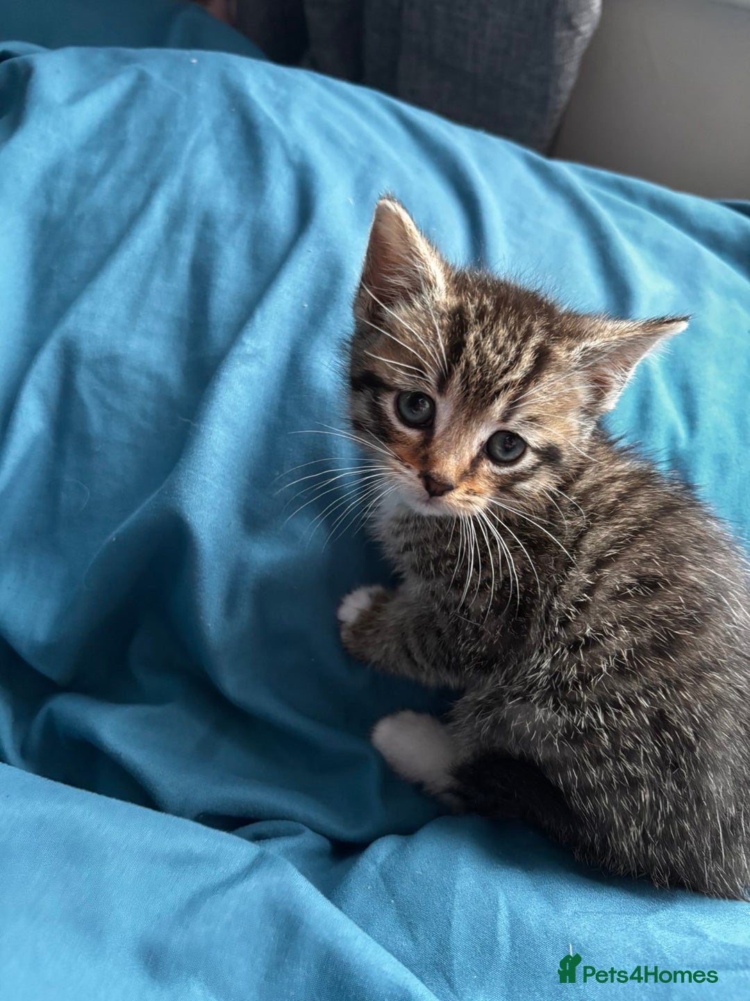 Mixed Breed cats for sale: Beautiful mixed breed blue eyes silver/grey tabby  - Image 10