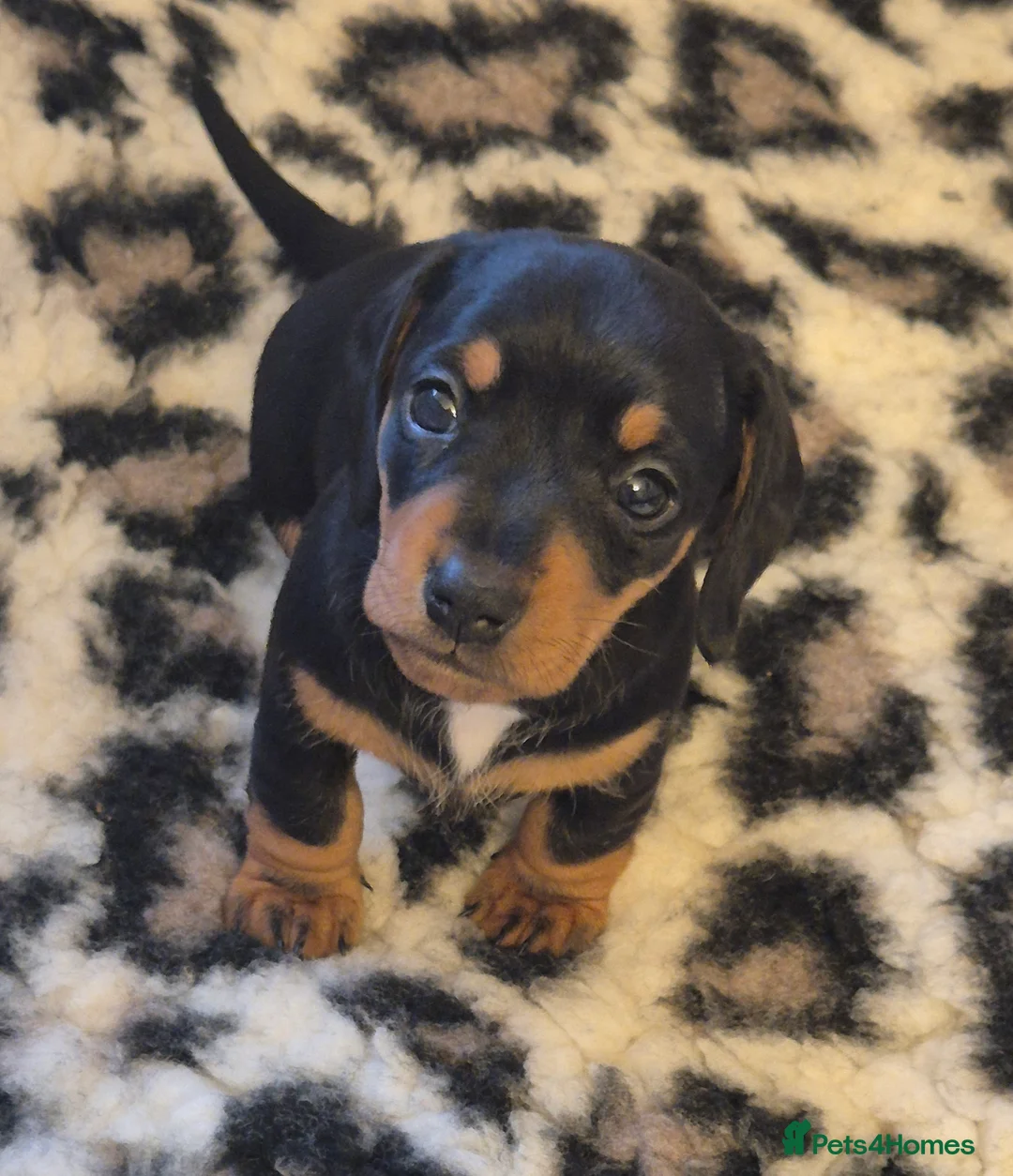 Miniature Dachshund dogs for sale: Adorable KC Pedigree Miniature Dachshund Puppies - Advert 32
