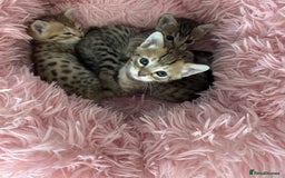 Savannah cats for sale: Stunning Savannah Kittens - Image 5