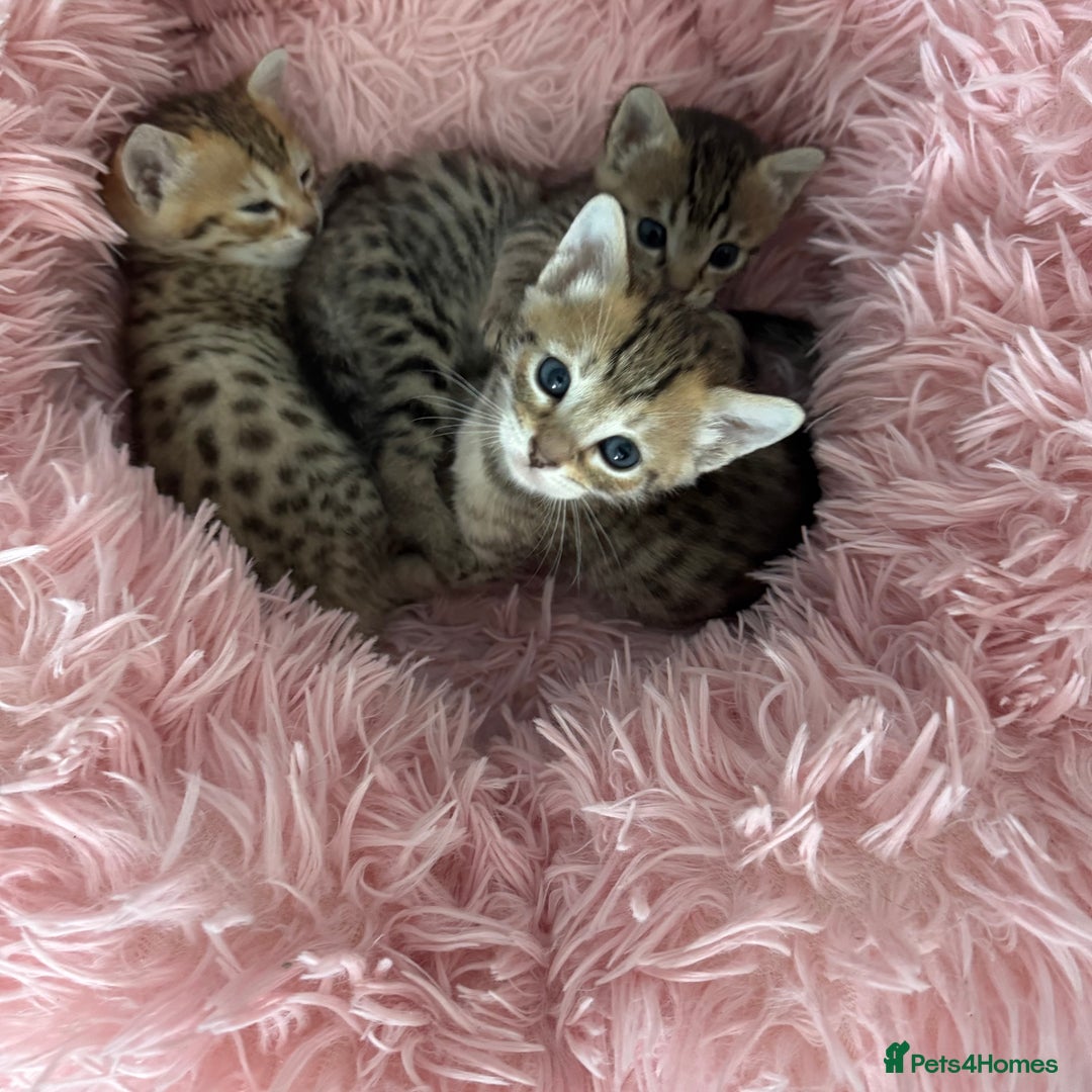 Savannah cats for sale: Stunning Savannah Kittens - Image 5