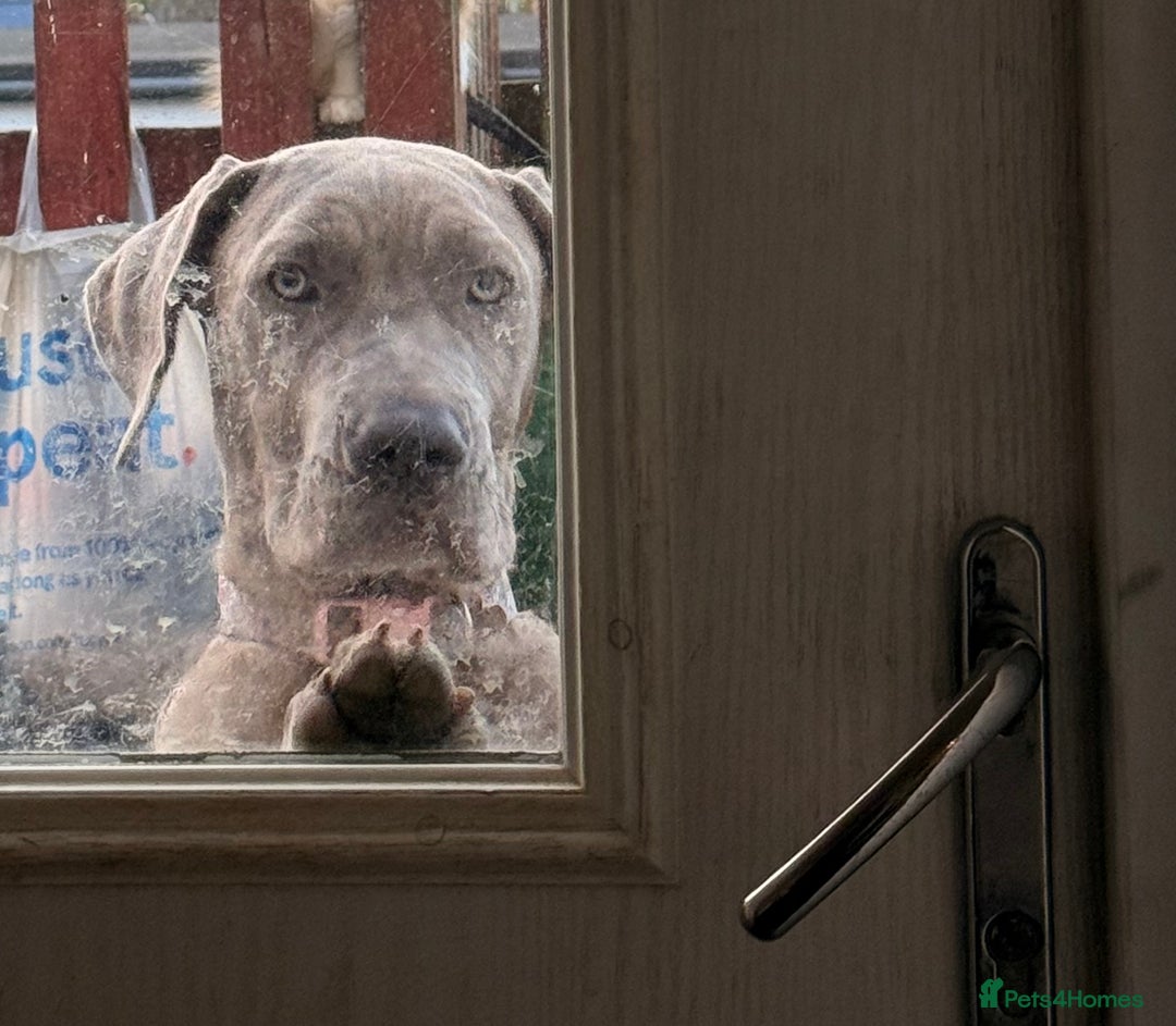 Mixed Breed dogs for sale: Mastiff mix female - Advert 2