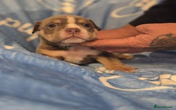 English Bulldog dogs for sale: new english bull dog - Image 21