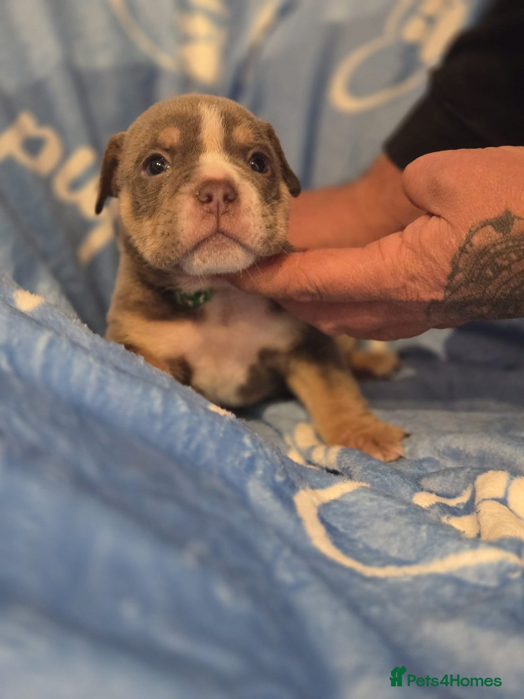 English Bulldog dogs for sale: new english bull dog - Image 21