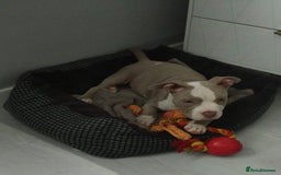 American Bully dogs for sale: Pocket bully - Image 4