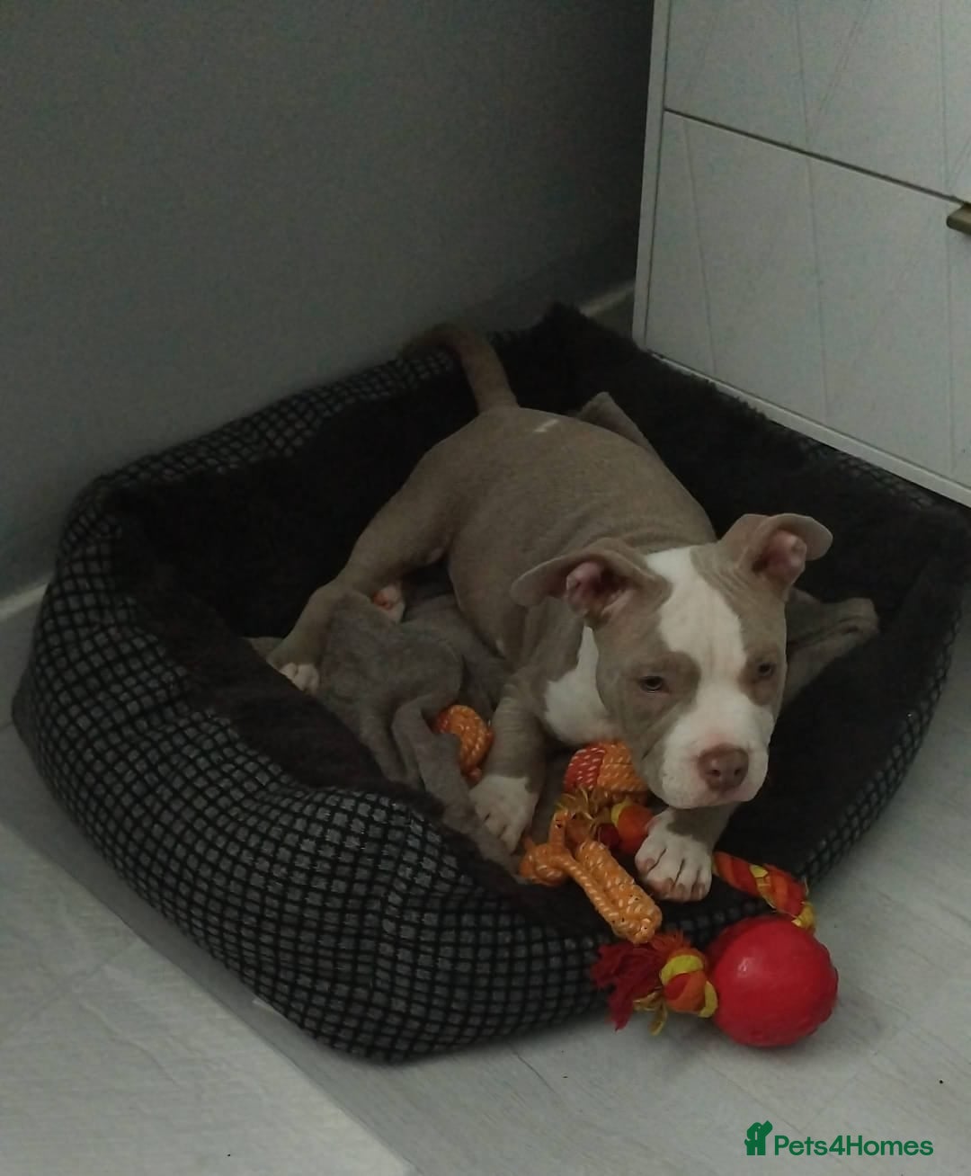 American Bully dogs for sale: Pocket bully - Image 4