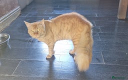 Maine Coon cats for sale: Main coon x ragdoll kittens  - Image 7