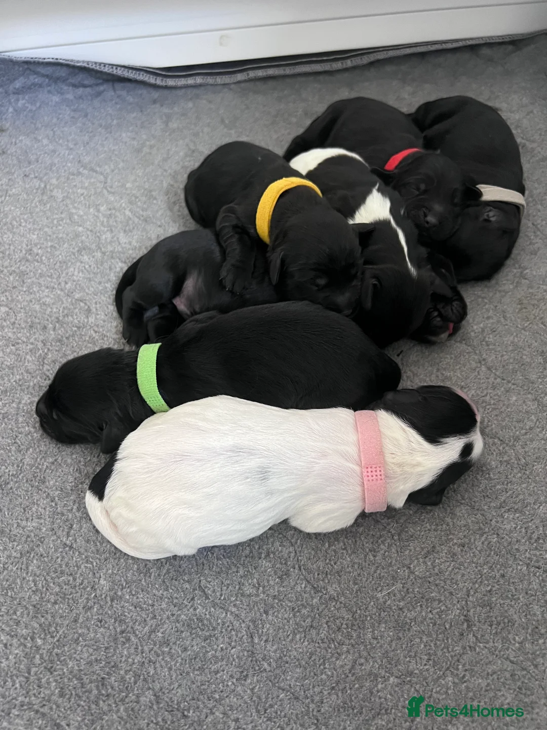 Sprocker dogs for sale: Adorable Sprocker Spaniel puppies Leeds - Advert 2