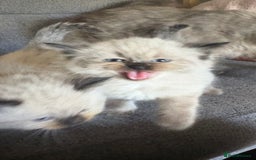 Ragdoll cats for sale: Beautiful, fluffy seal point ragdoll babies - Advert 8
