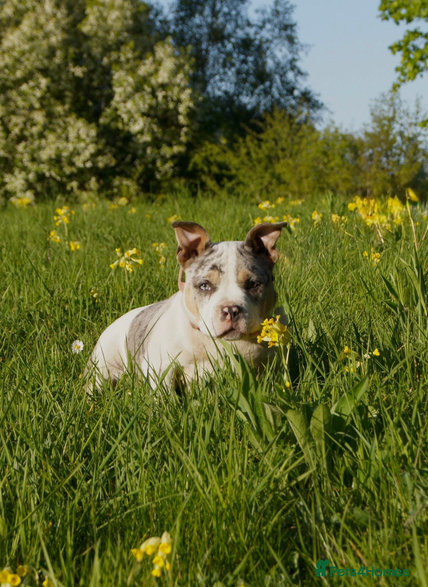American Bully dogs American pocket Bully - Advert 14