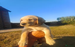 Labrador Retriever dogs for sale: Labrador puppies KC reg  - Image 7