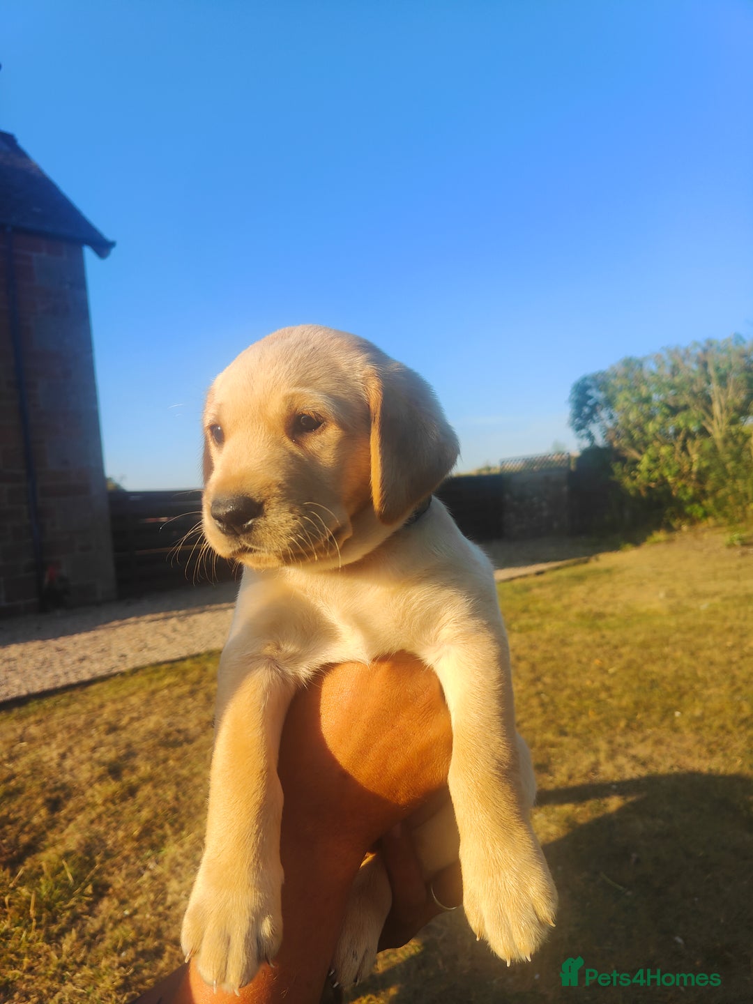 Labrador Retriever dogs for sale: Labrador puppies KC reg  - Image 7