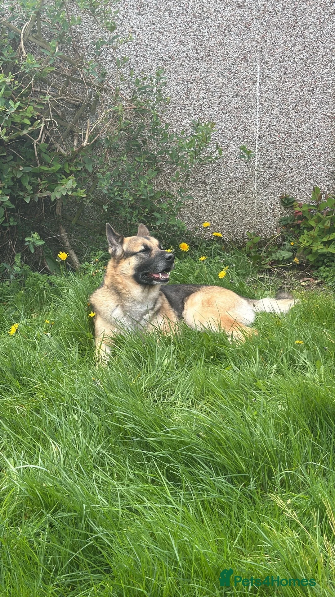 German Shepherd dogs for sale: Blue  in Warrington - Advert 5
