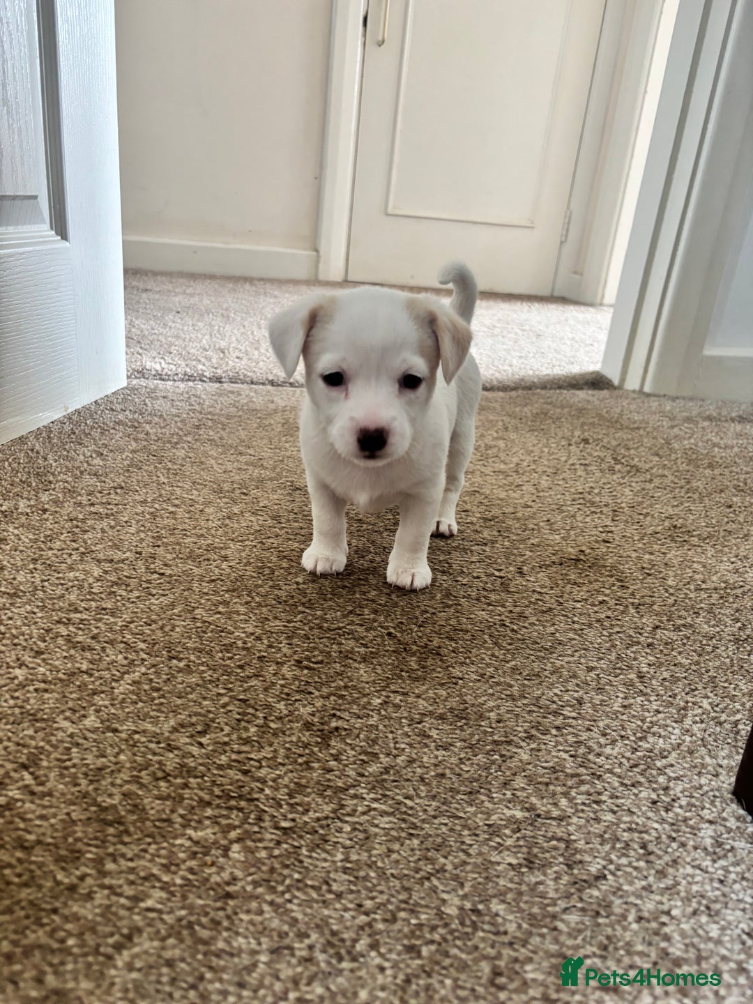 Jack Russell dogs for sale: GORGEOUS JACK RUSSELL PUPPIES  - Image 8