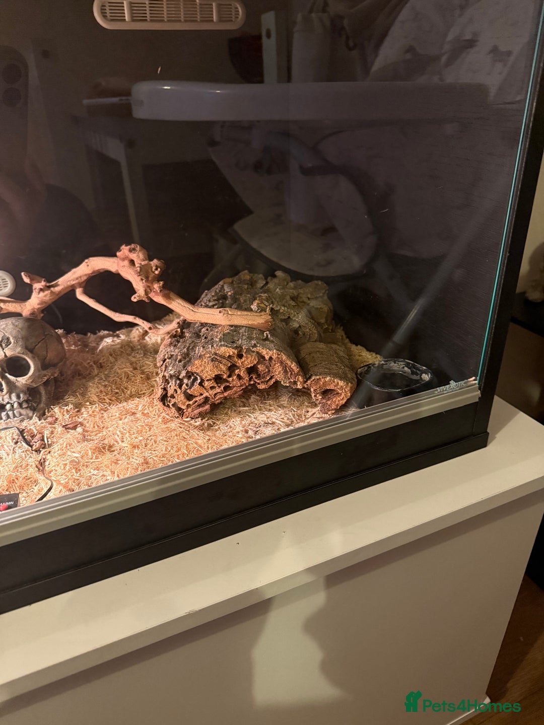 Snake reptiles for sale: Black African house snake - viv included if wanted - Advert 3