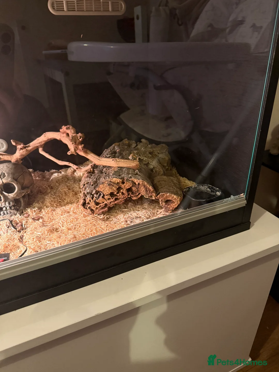 Snake reptiles for sale: Black African house snake - viv included if wanted - Advert 3