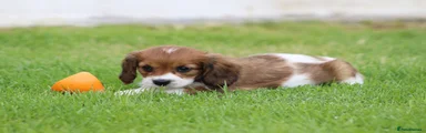 Cavapoo Puppy 5