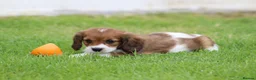 Cavapoo dogs for sale: Beautiful Cavapoo puppies for sale - Advert 41
