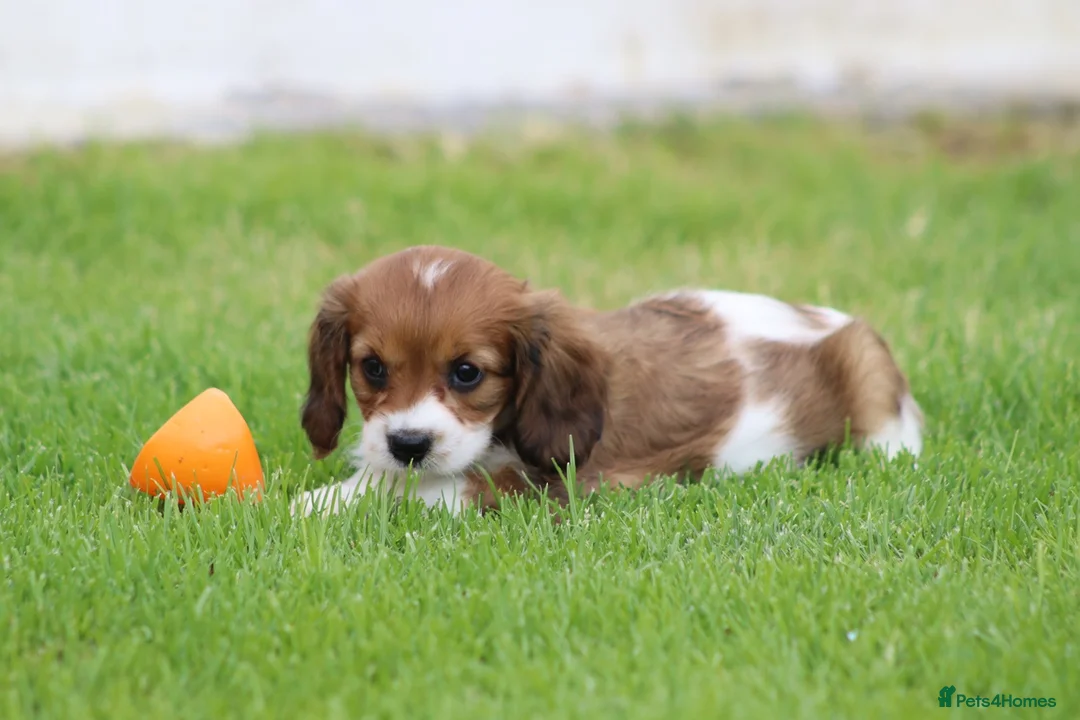 Cavapoo dogs for sale: Beautiful Cavapoo puppies for sale - Advert 41