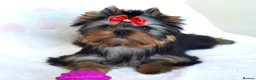 Yorkshire Terrier dogs for sale: Adorable KC reg: girl 💕 - Advert 1