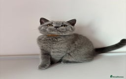 British Shorthair cats for sale: Chunky British Shorthair Kittens in Braintree - Image 6