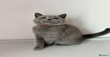 British Shorthair cats in Braintree - Advert 7