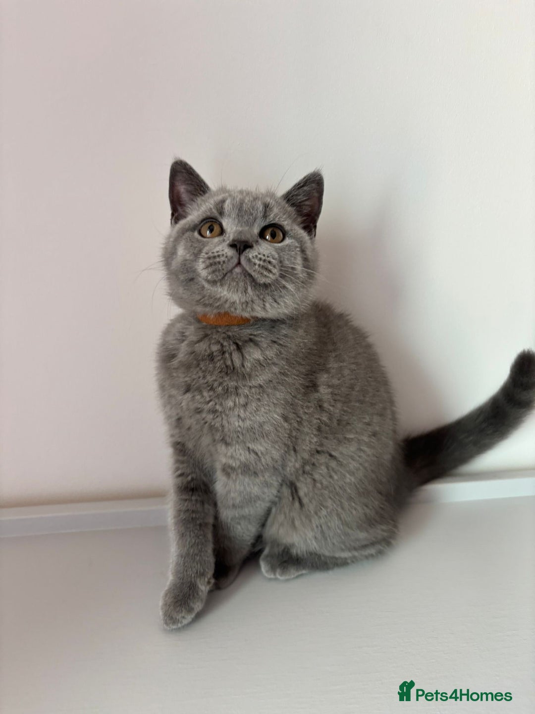 British Shorthair cats for sale: Chunky British Shorthair Kittens in Braintree - Image 6
